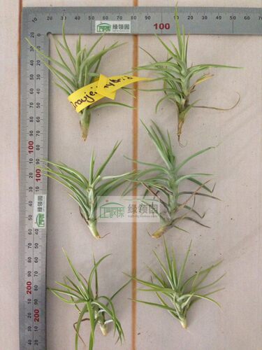展示 空气凤梨 Tillandsia Araujei Hybrid 阿朱伊杂交.