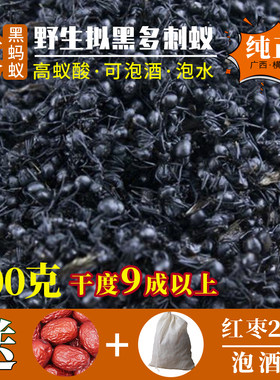 广西黑蚂蚁正品野生500g泡酒食用