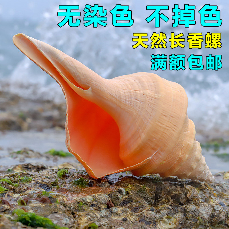 天然大海螺澳洲长香螺家居装饰号角贝壳摆件礼物摆件造景