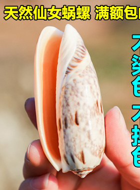 天然贝壳海螺壳仙女蜗