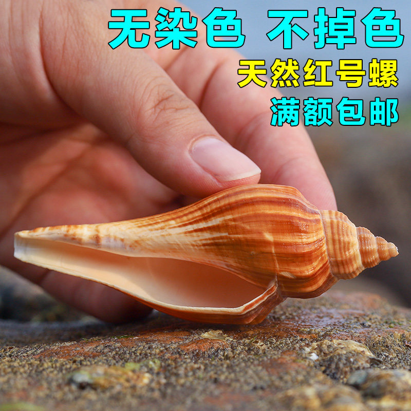 天然火炬红号长香螺摆件贝壳小海螺壳家居饰品水族箱造景鱼缸装饰