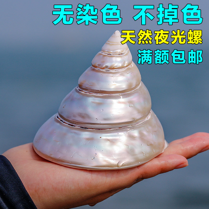 工艺品超大号家居鱼缸造景夜光螺