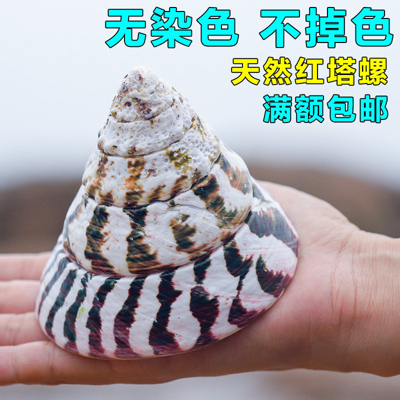 钟螺科红塔绿塔花塔白塔夜光塔螺鱼缸水族造景海螺工艺品摆件标本