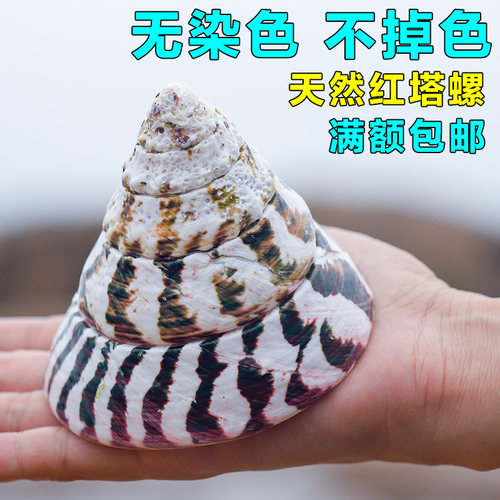 钟螺科红塔绿塔花塔白