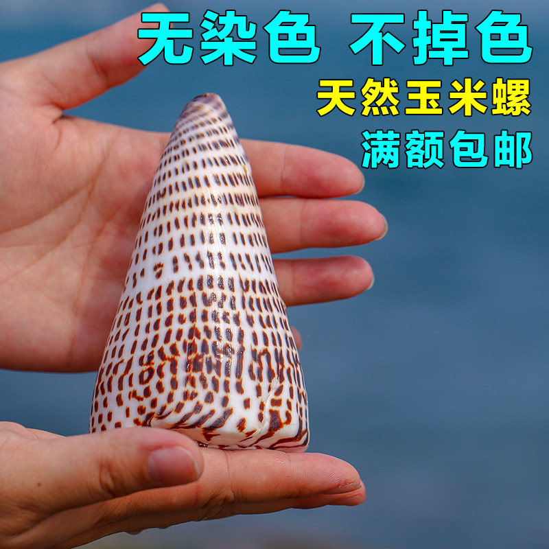 天然海螺贝壳黑玉米螺鱼缸装饰品水族箱造景拍摄道具家居收藏摆件