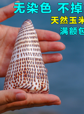 造景拍摄道具家居收藏海螺贝壳