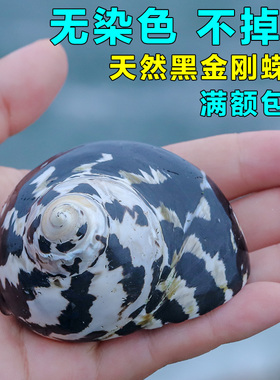 天然贝壳海螺壳黑色小