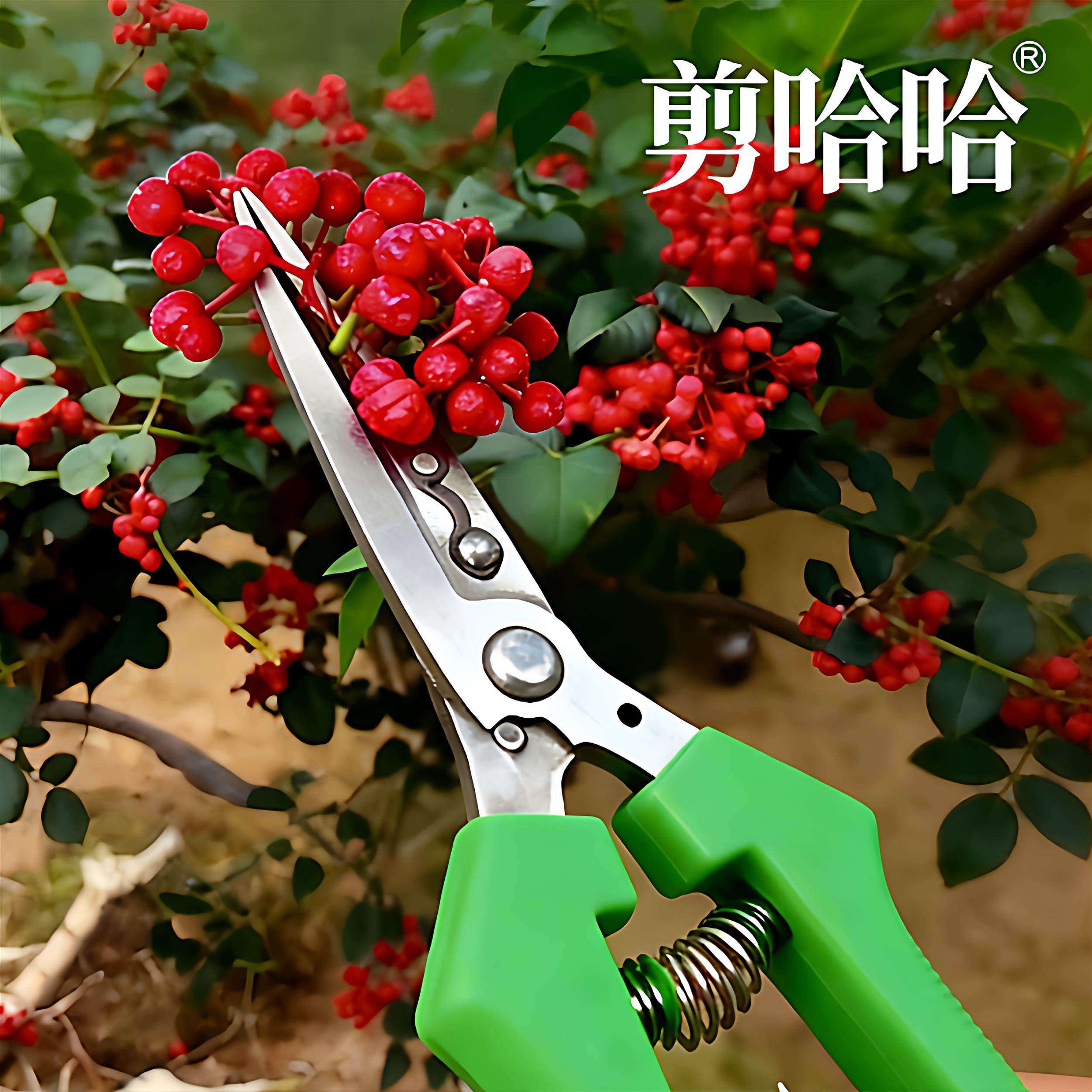 摘花椒剪刀神器图片，升级版花椒收摘器，摘花椒专用手套保护手指