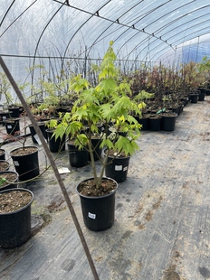 新手推荐枫树约旦枫树白泽槭庭院枫树休眠期发货无叶建议慎拍