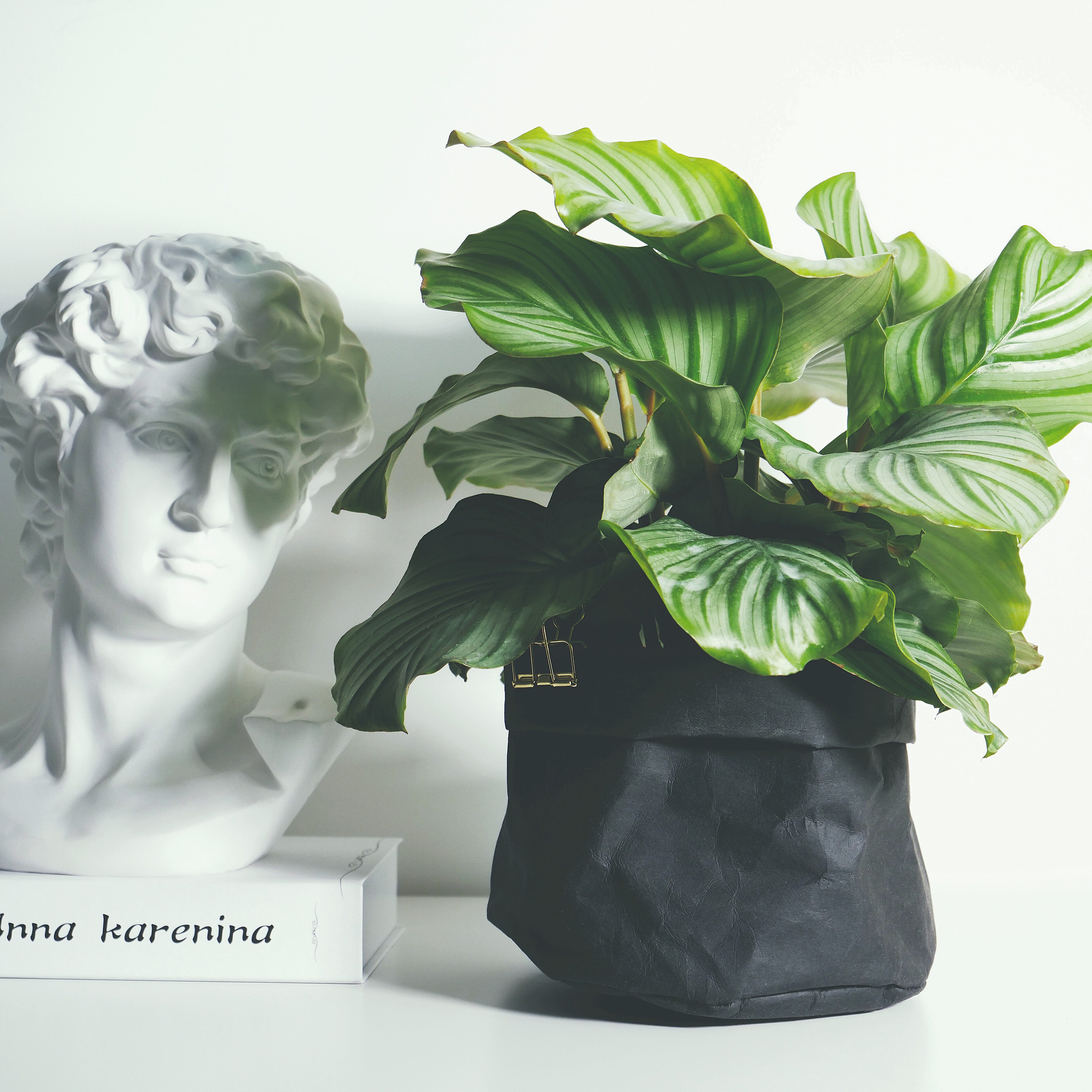 into wild青苹果竹芋室内桌面植物北欧绿植