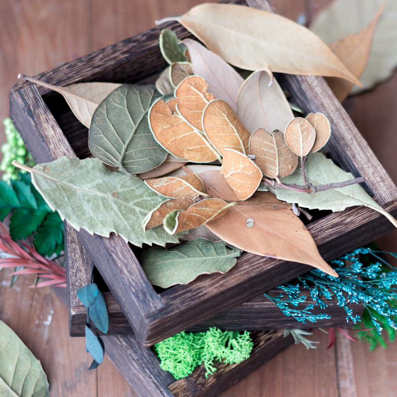 天然真树叶手工材料摄影橱窗装饰