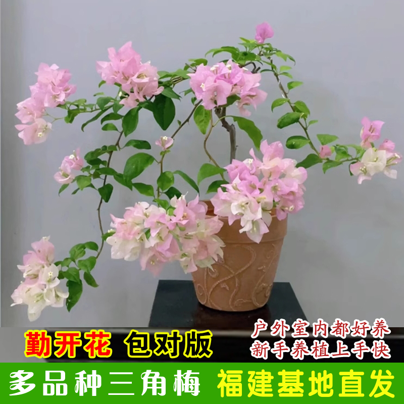 庭院四季开花绿樱三角梅