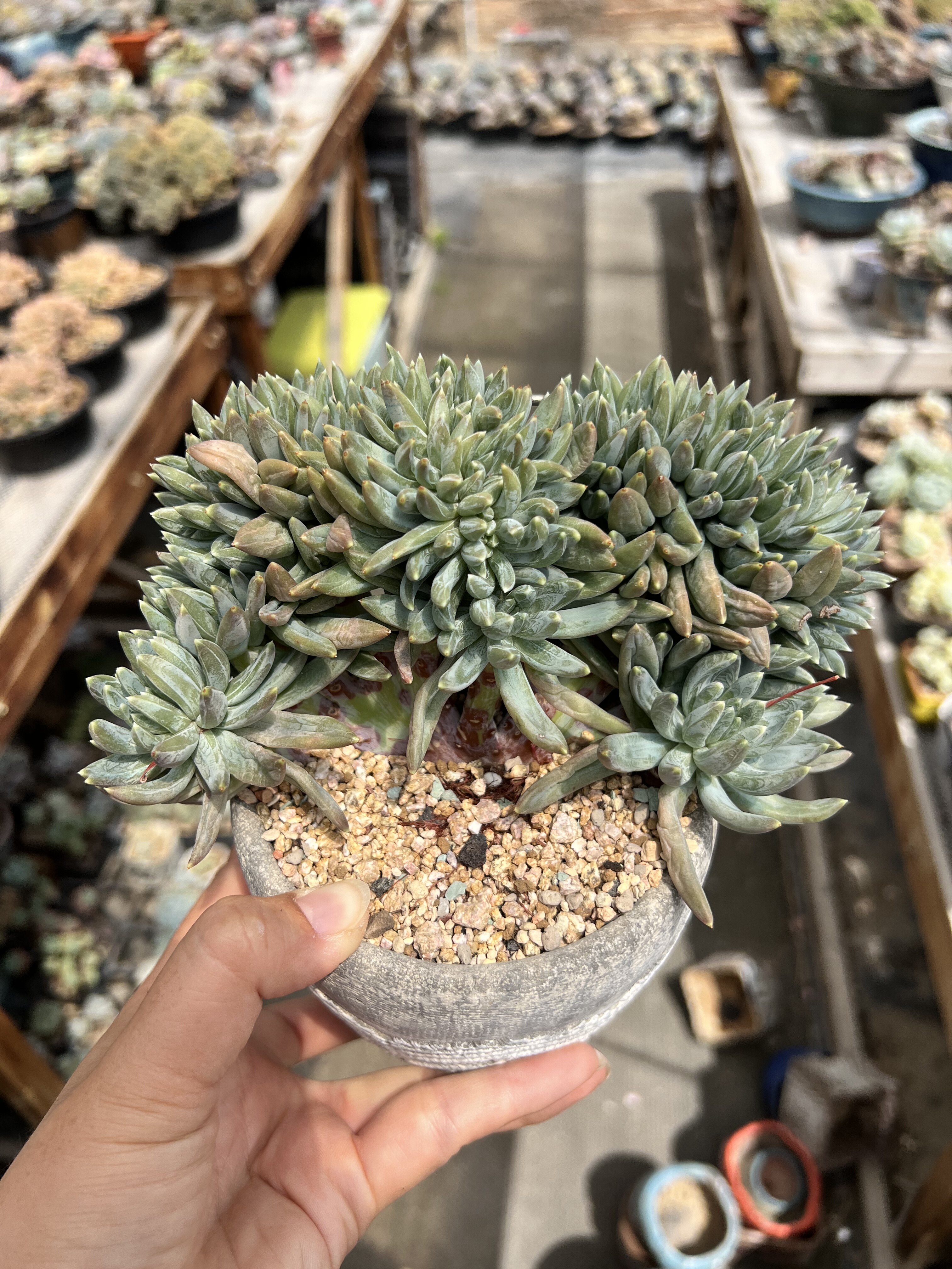 炫彩星缀化小树老桩美人系炫彩星树暗纹系朵朵缀多肉植物
