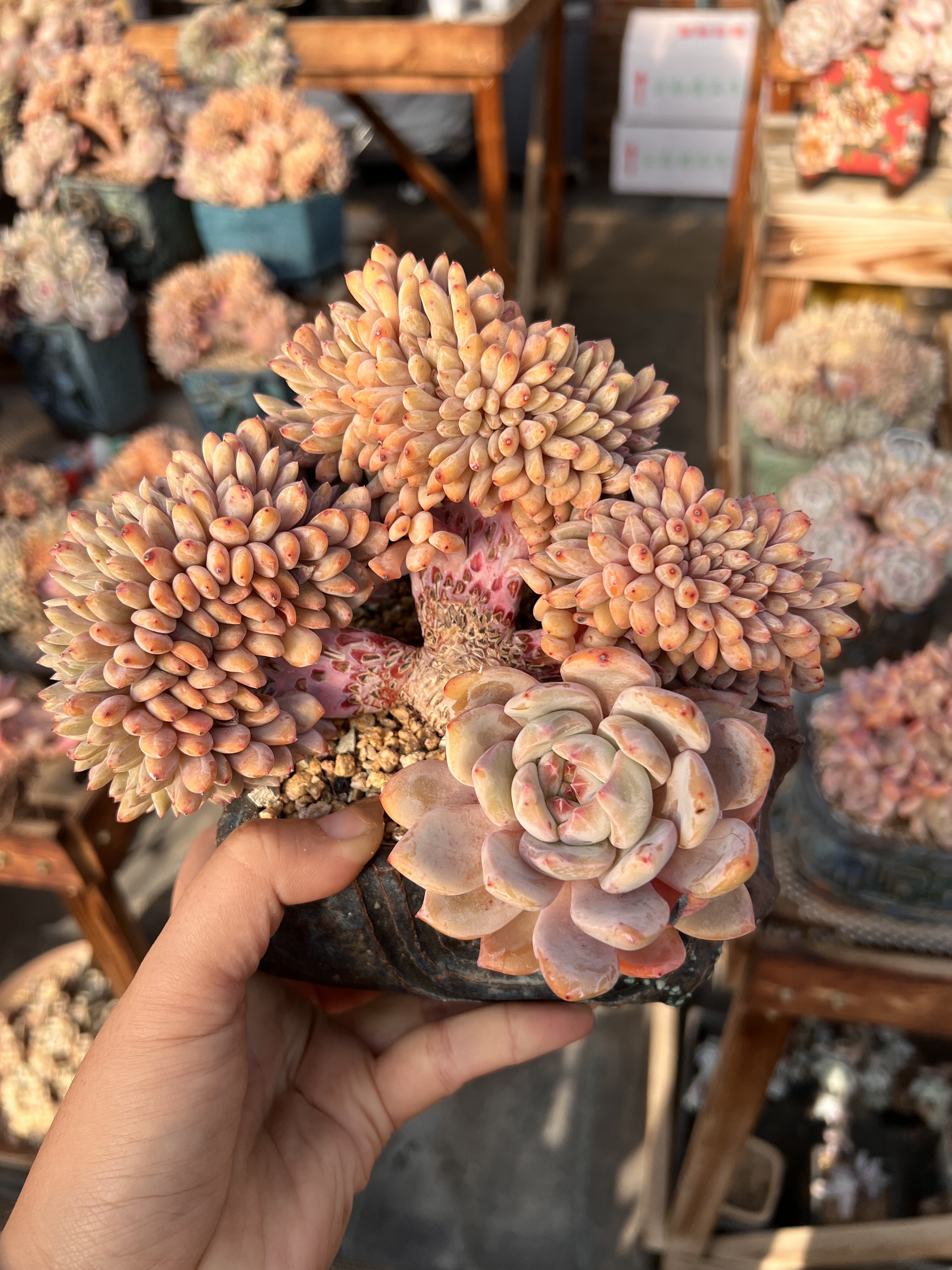 18厘米一字石榴籽星影树缀树老桩龙头造型星影缀橙梦露缀叶插