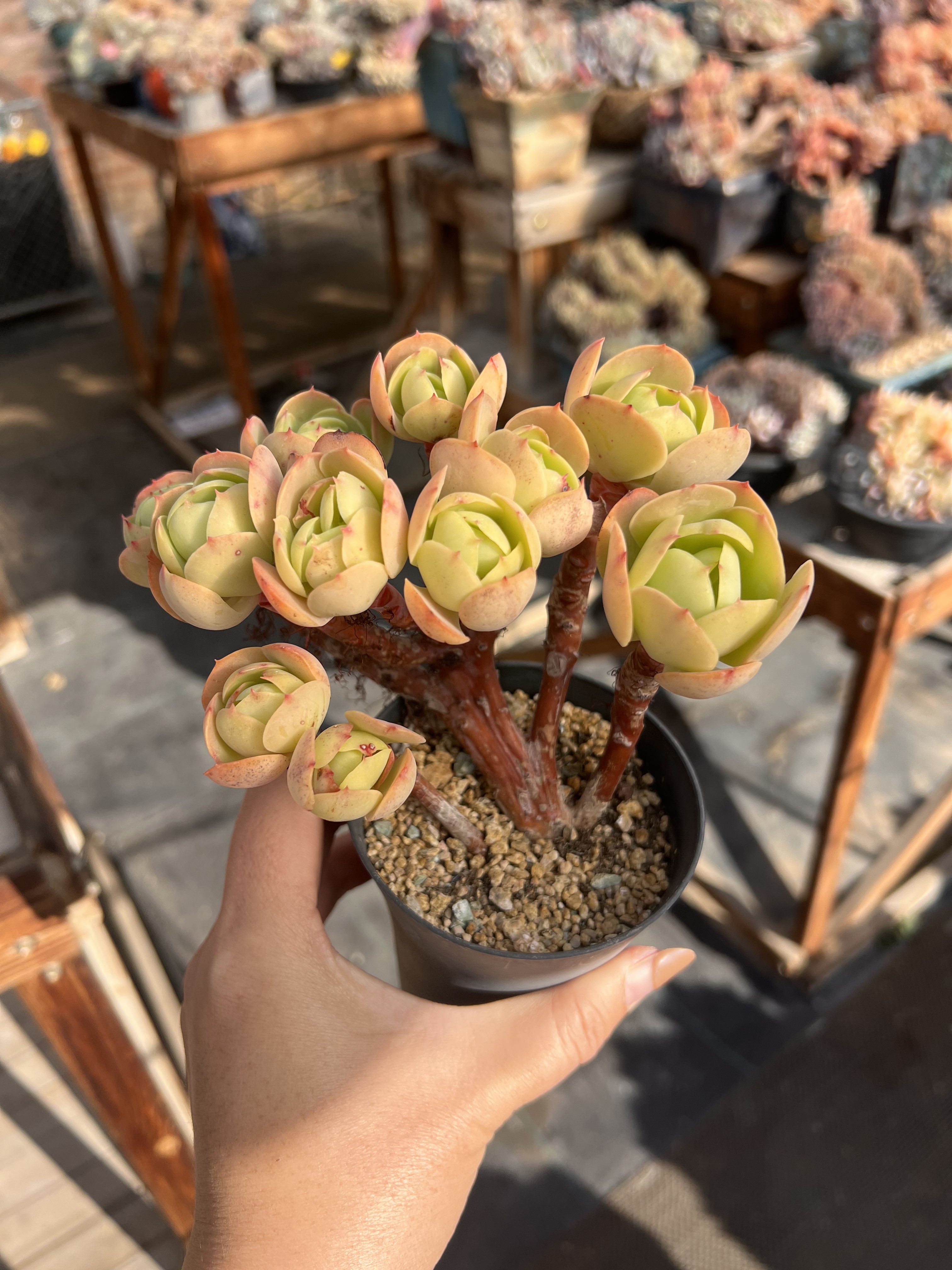 正版黄金碧桃丛林桩自然群无砍老多肉植物