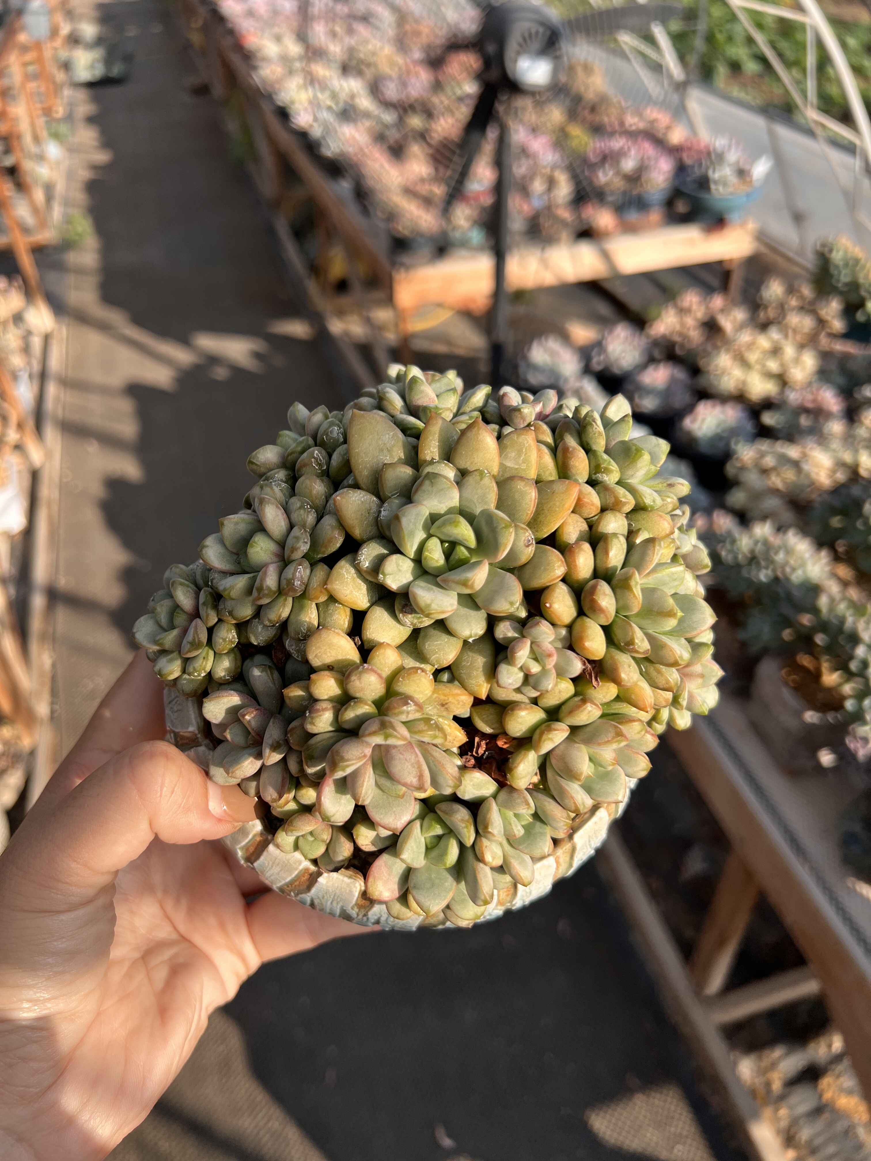 韩国葡萄多肉群生老桩一体无砍葡萄群生捧花多肉植物木杆子