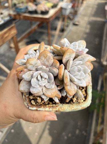7头圆叶雪莲自然群生一体无砍老桩多肉植物木杆子粉雪莲群飘枝