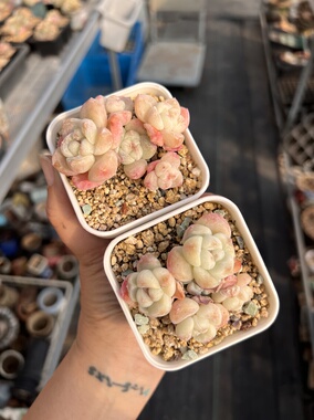 打包两群状态五头奶油冰玉自然群生无砍老桩多肉植物