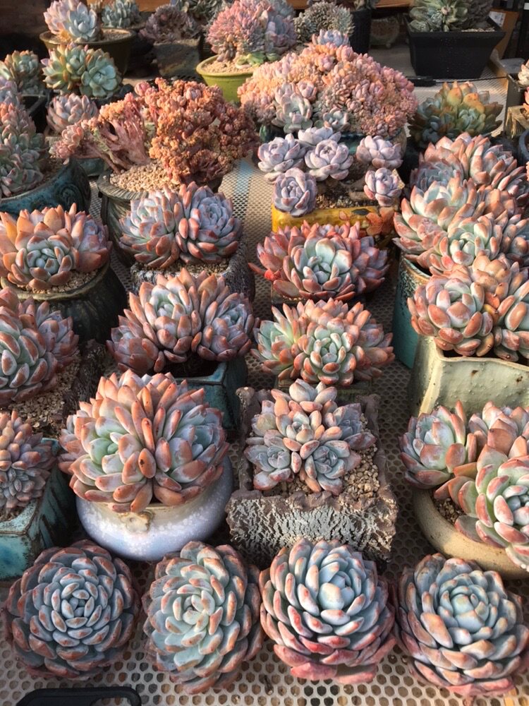 免费寄养规则看说明，送多肉支撑多肉植物