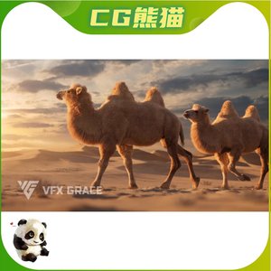 OBJ Blender Bactrian Camel Animated双峰骆驼角色SD模型