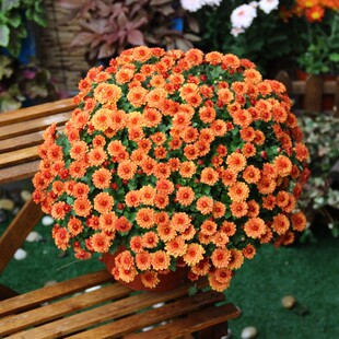 千头菊花苗盆栽小雏菊荷兰菊美人菊糖果菊球菊多年生耐热室内阳台