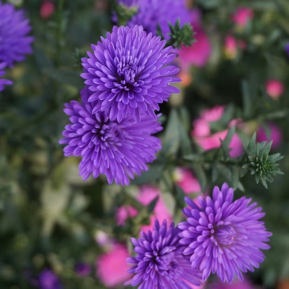 四季新品紫苑荷兰庭院宿根植物