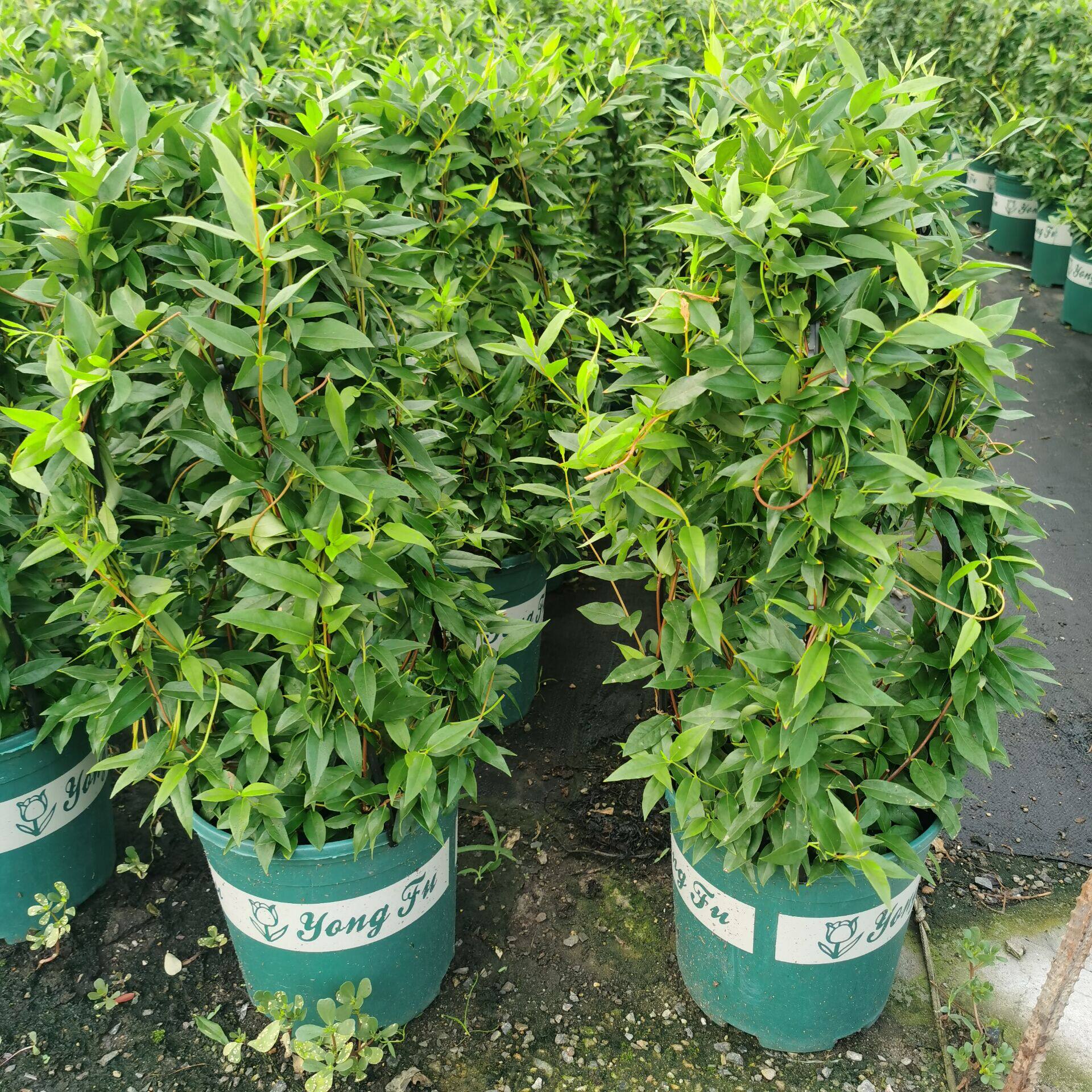 四季新品多年生发过香水盆栽爬藤植物庭院阳台地栽易养花苗喇叭花