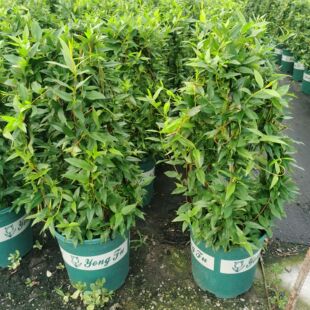 四季新品多年生发过香水盆栽爬藤植物庭院阳台地栽易养花苗喇叭花
