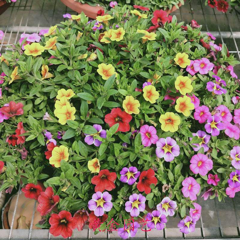 百万小铃小花矮牵牛舞春花带花成品苗花卉植物阳台庭院盆栽满包邮