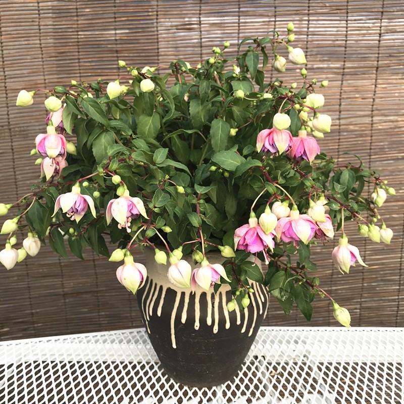 倒挂金钟宿根花庭院阳台四季开花