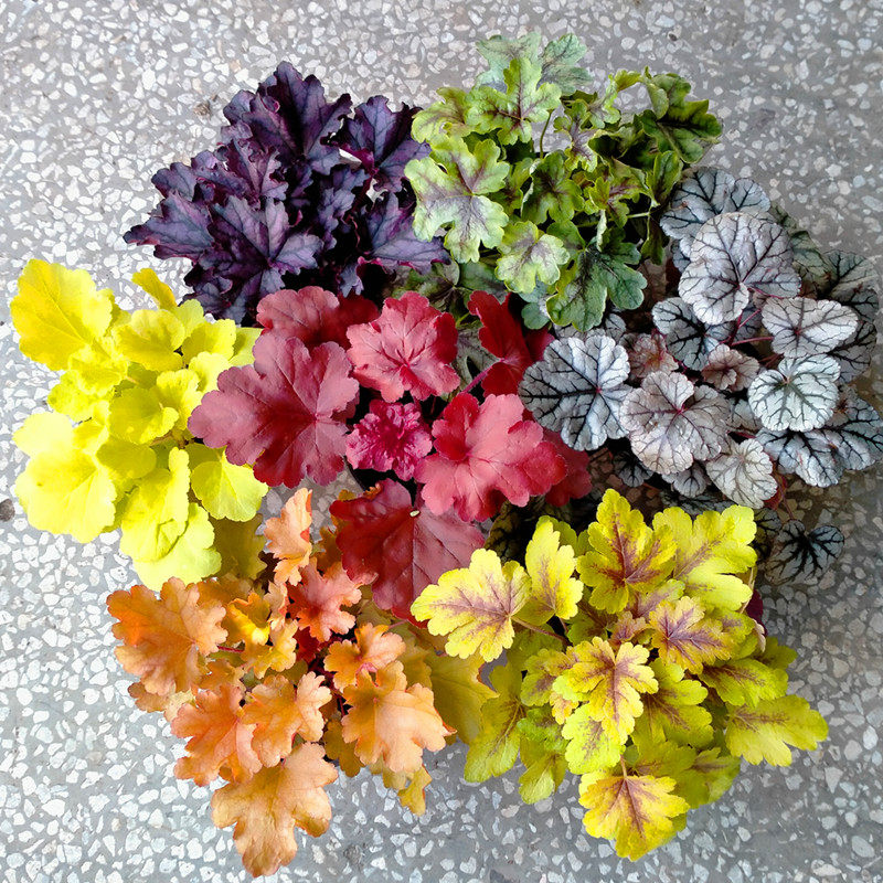 矾根苗彩叶草观叶植物阳台庭院耐寒冻四季好养小盆栽多年生花卉