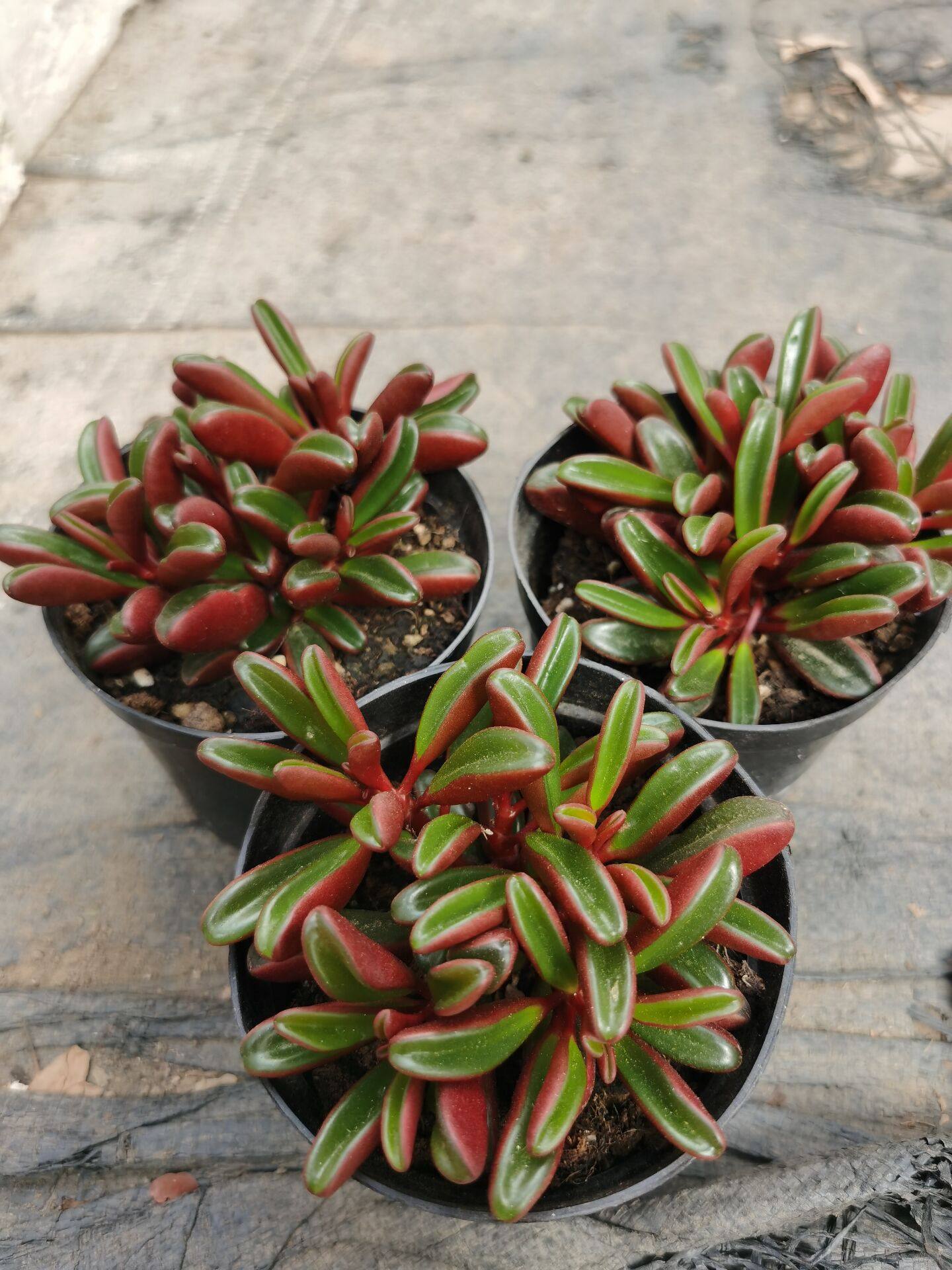 四季多肉植物园热销红背椒草阳台绿植花卉庭院阳台地栽耐寒耐热花