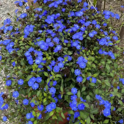 蓝角柱蓝雪花盆栽耐寒耐热地被花