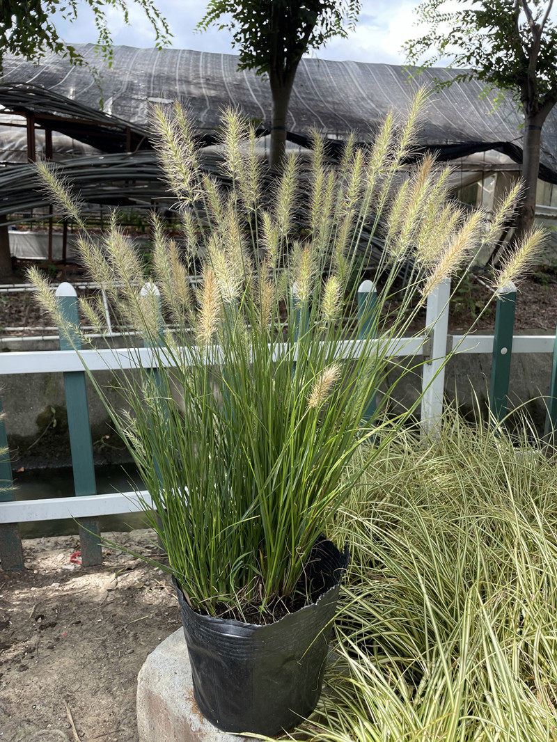 粉黛乱子草盆栽矮蒲苇墨西哥羽毛草金叶石菖蒲小兔子狼尾草观赏草