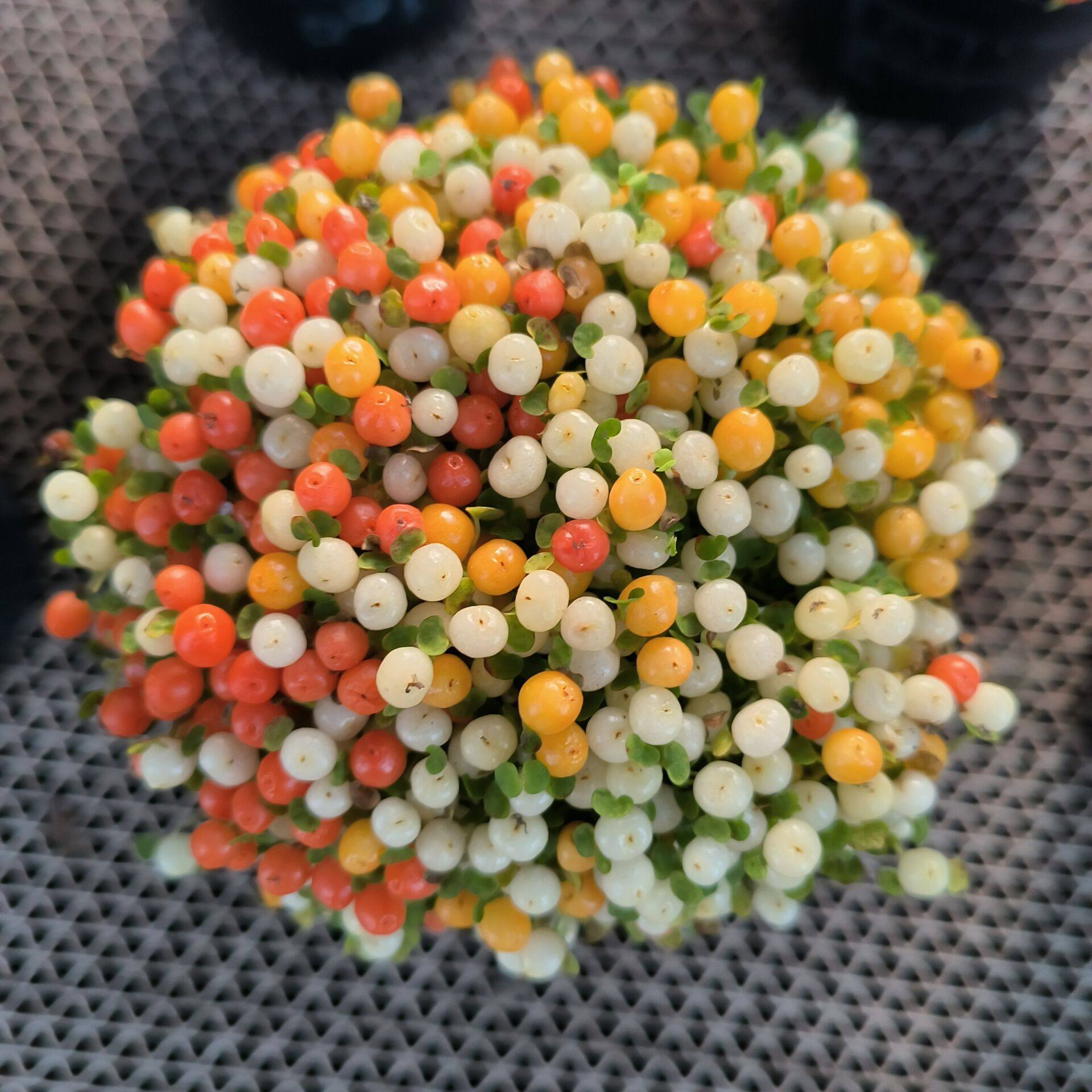 四季珊瑚念珠草盆栽珍珠橙花苗庭院阳台室内办公花卉易养耐寒带果