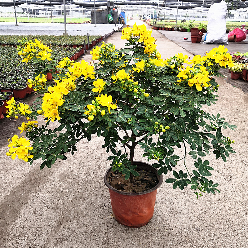 四季黄金梅盆栽耐寒木本植物阳台庭院花园多年生花卉露天室外开花