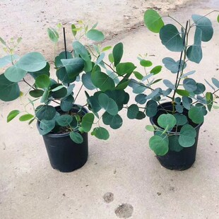 苹果桉尤加利盆栽心叶桉钱串蓝宝贝网红植物室内好养绿植花卉包邮