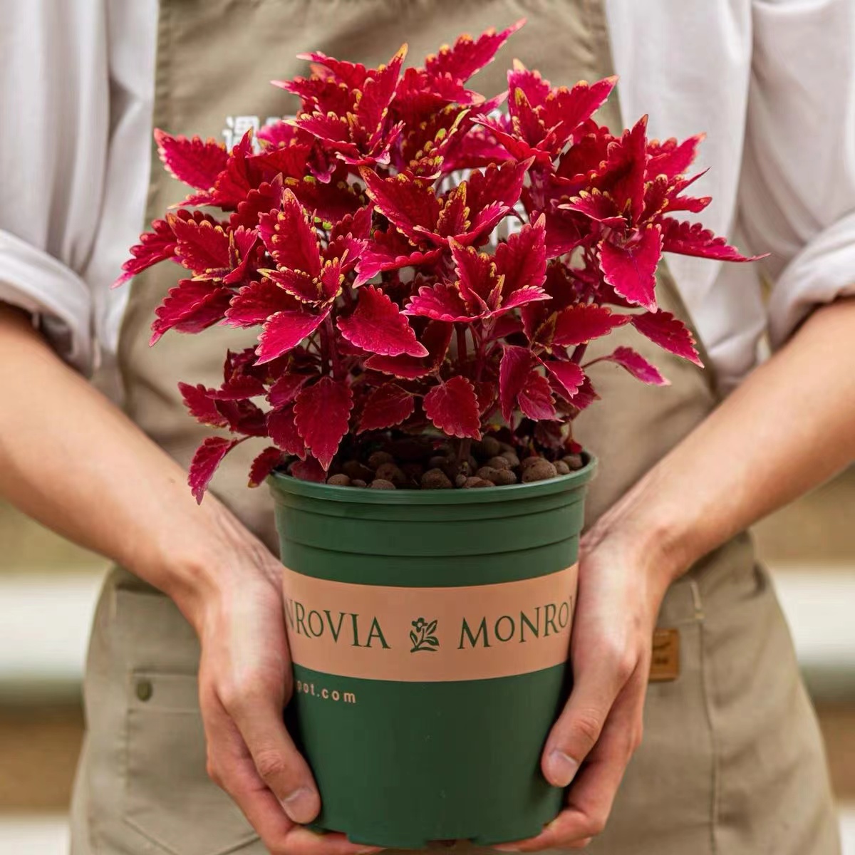 彩叶草盆栽室外阳台庭院好养