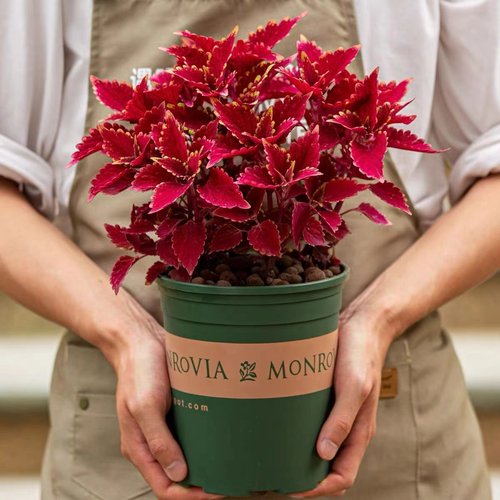 彩叶草盆栽室外阳台庭院好养