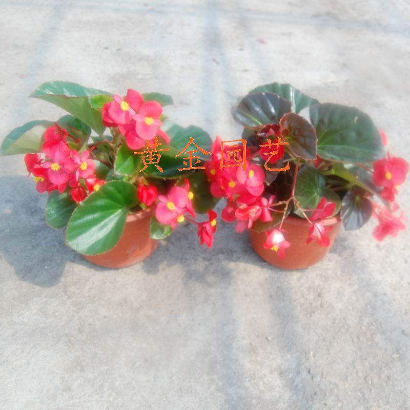 比哥海棠 四季秋海棠 花卉植物盆栽 阳台庭院室内绿植盆景满包邮