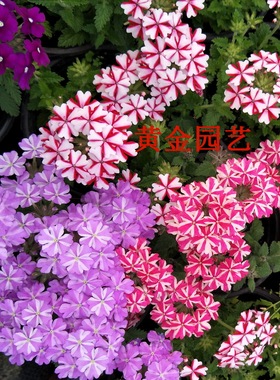 美女樱 花苗花卉植物盆栽 阳台庭院室内绿植盆景 垂吊吊兰满包邮