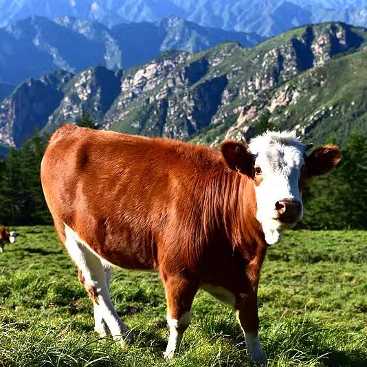 牛肉新鲜深山高海拔喝山泉纯吃草现杀黄牛肉生鲜牛排骨冷冻生牛肉