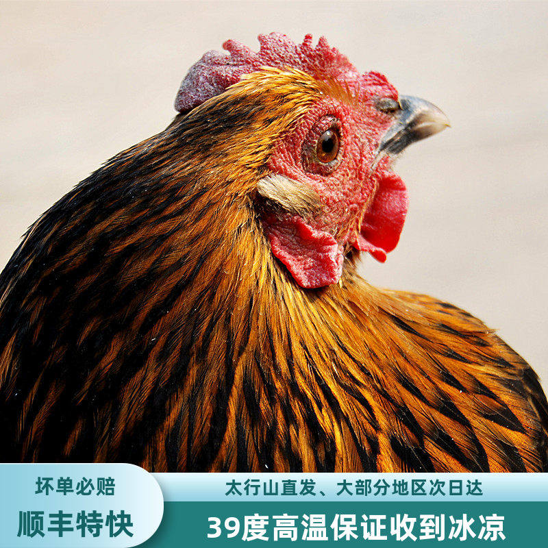 二年老母鸡纯土鸡农家散养走地鸡农村放养炖汤笨鸡肉新鲜现杀整只