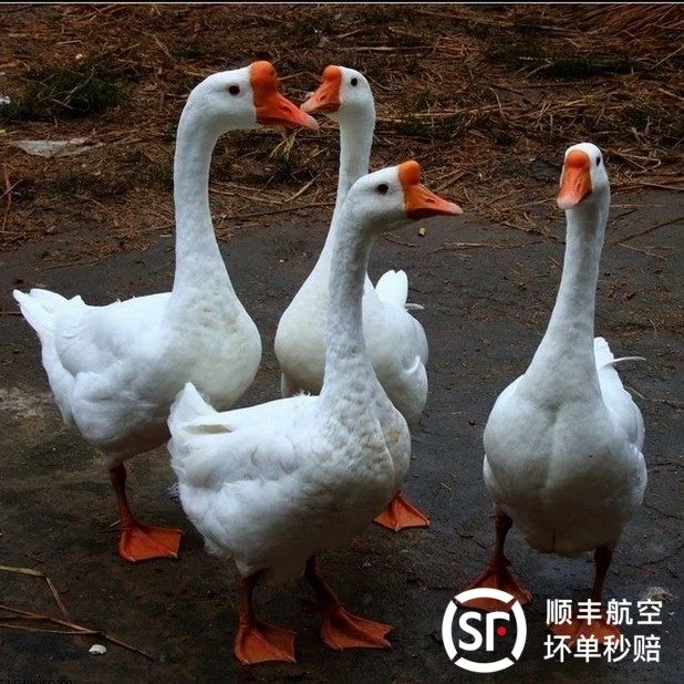 老鹅农家散养笨大鹅土鸭新鲜现杀鹅肉整只红头鸭绿头鸭量小3斤价