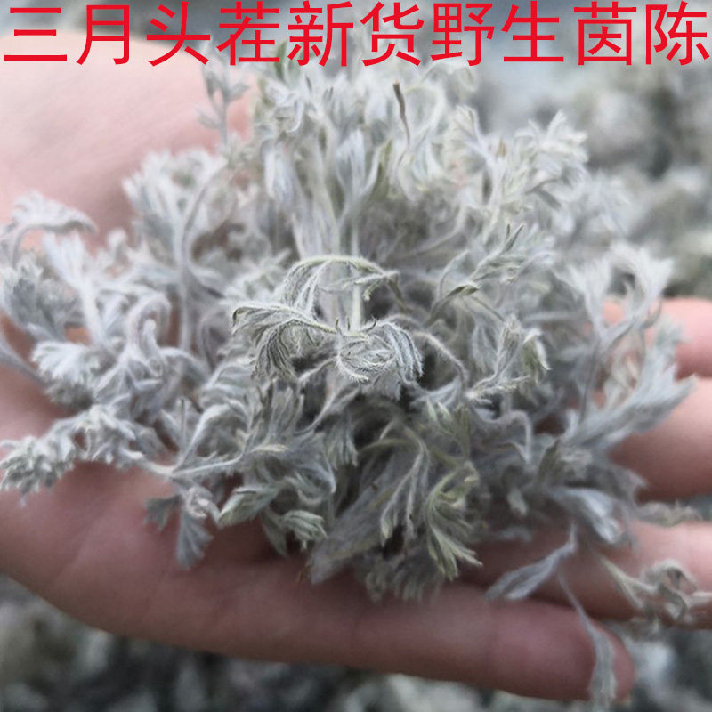 2025年野生茵陈草整颗干品三月白蒿新鲜棉茵陈茶可搭红枣500g包邮