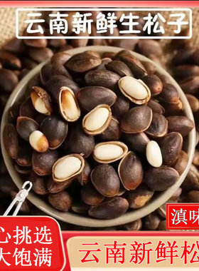 云南新鲜大颗粒松子61