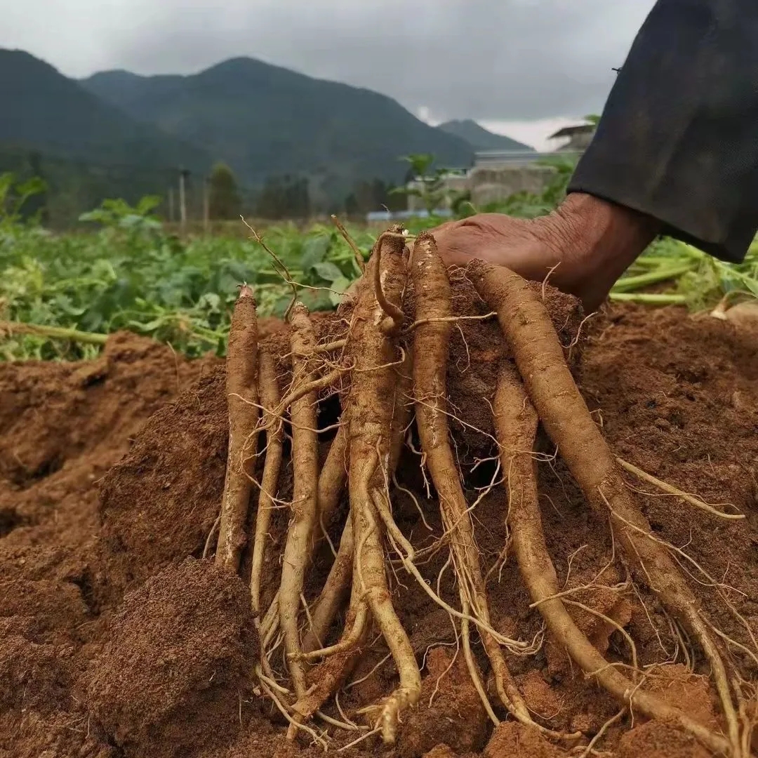 大凉山当归新鲜高原湿