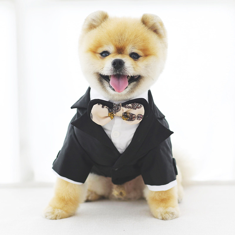 ISPET 寵物狗西裝衣服英倫泰迪結婚禮服小型犬秋冬裝薄款貓咪服飾在類目 寵物/寵物食品及用品, 寵物服飾及配件, 寵物服裝/雨衣中 - 來自Buy2taobao.com提供專業的淘寶代購服務