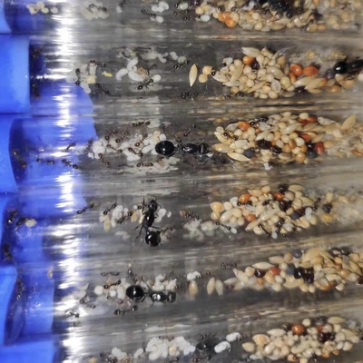 工匠收获蚁 蚂蚁活体蚁后宠物蚂蚁活体收获蚁新后蚂蚁工坊群落