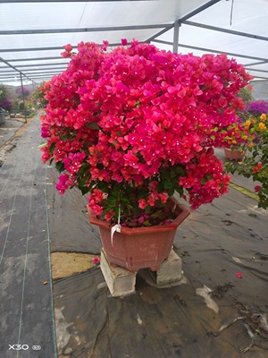 同安红老桩三角梅四季开花多年生木本花卉